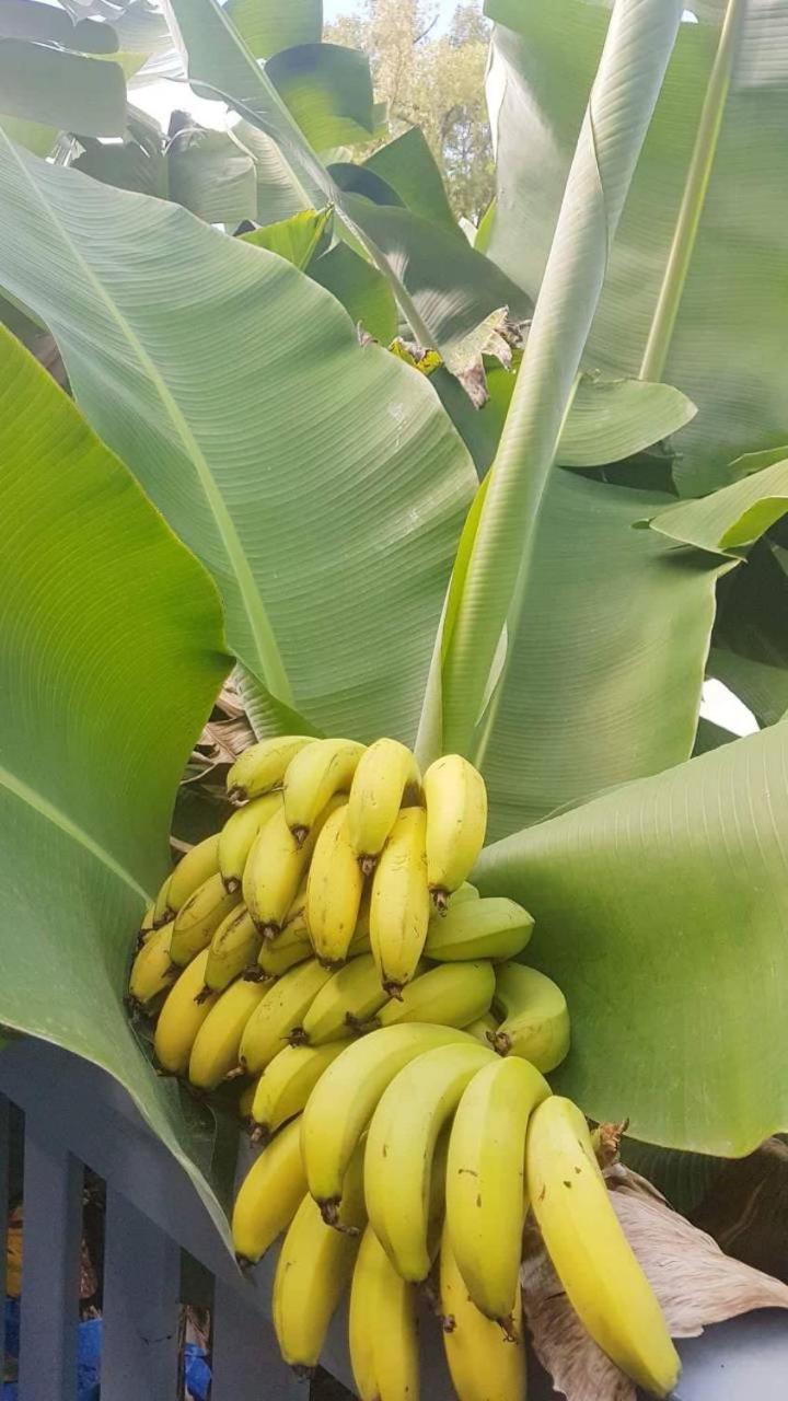Dayspring Lodge Nuku'alofa Zewnętrze zdjęcie